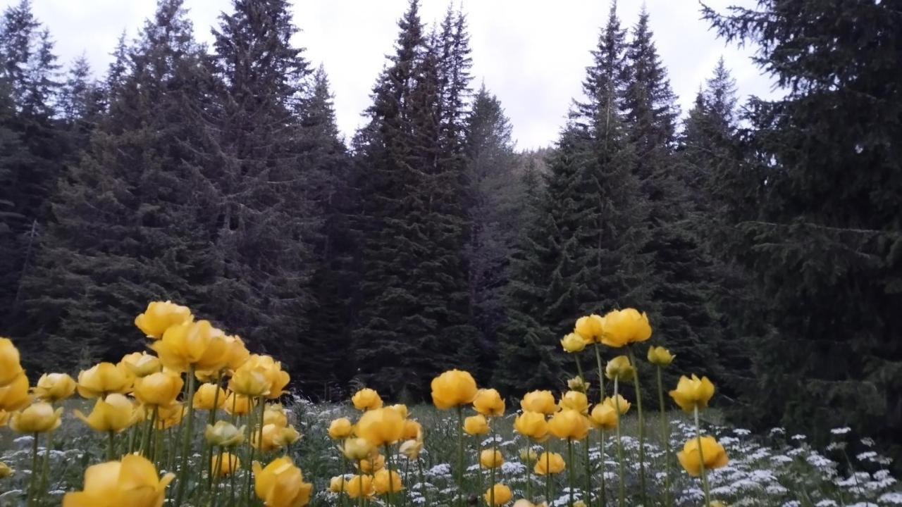 Хижа Ловна в Рила Паничиште Экстерьер фото